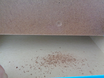 nlb6685.JPG