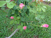 DSC04099.jpg