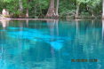 Silver Springs Today