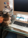 Helper
