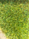Close Up Lawn
